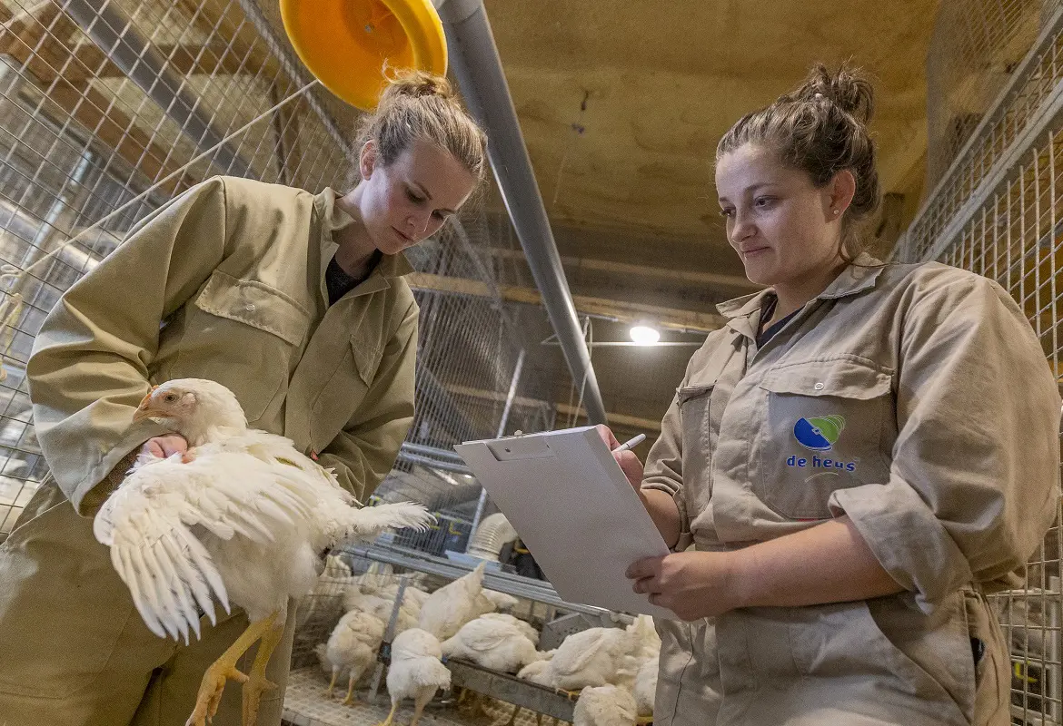Poultry Broiler Specialists